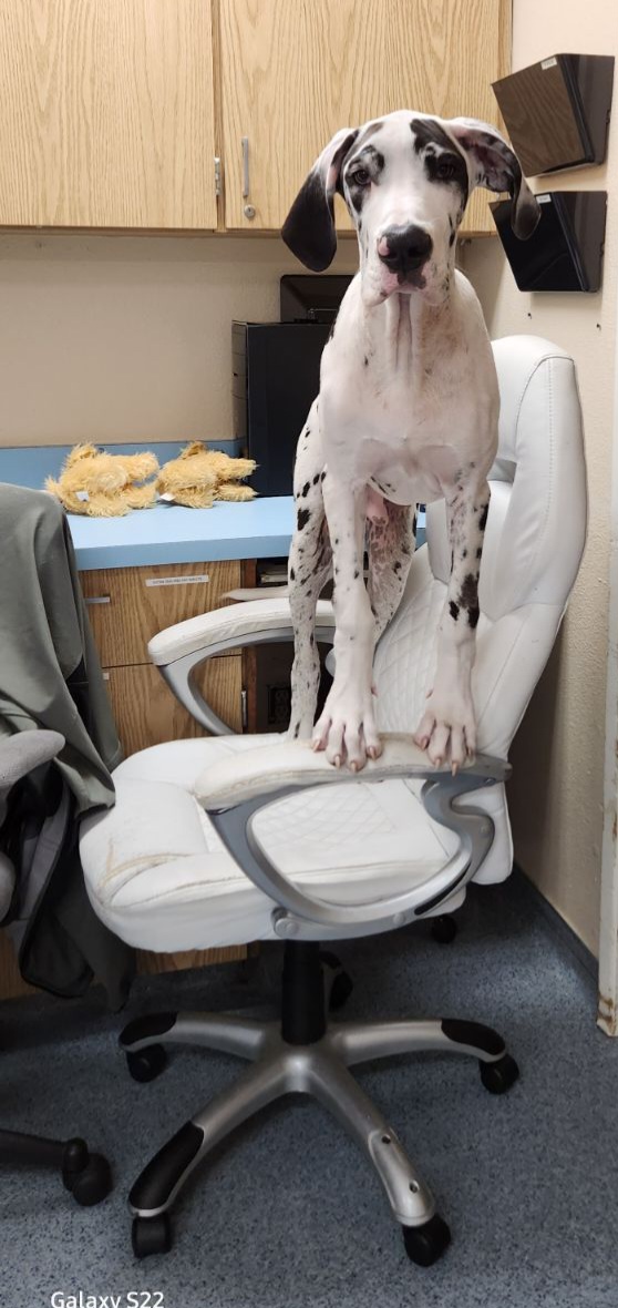 Veterinarian in Ventura, CA